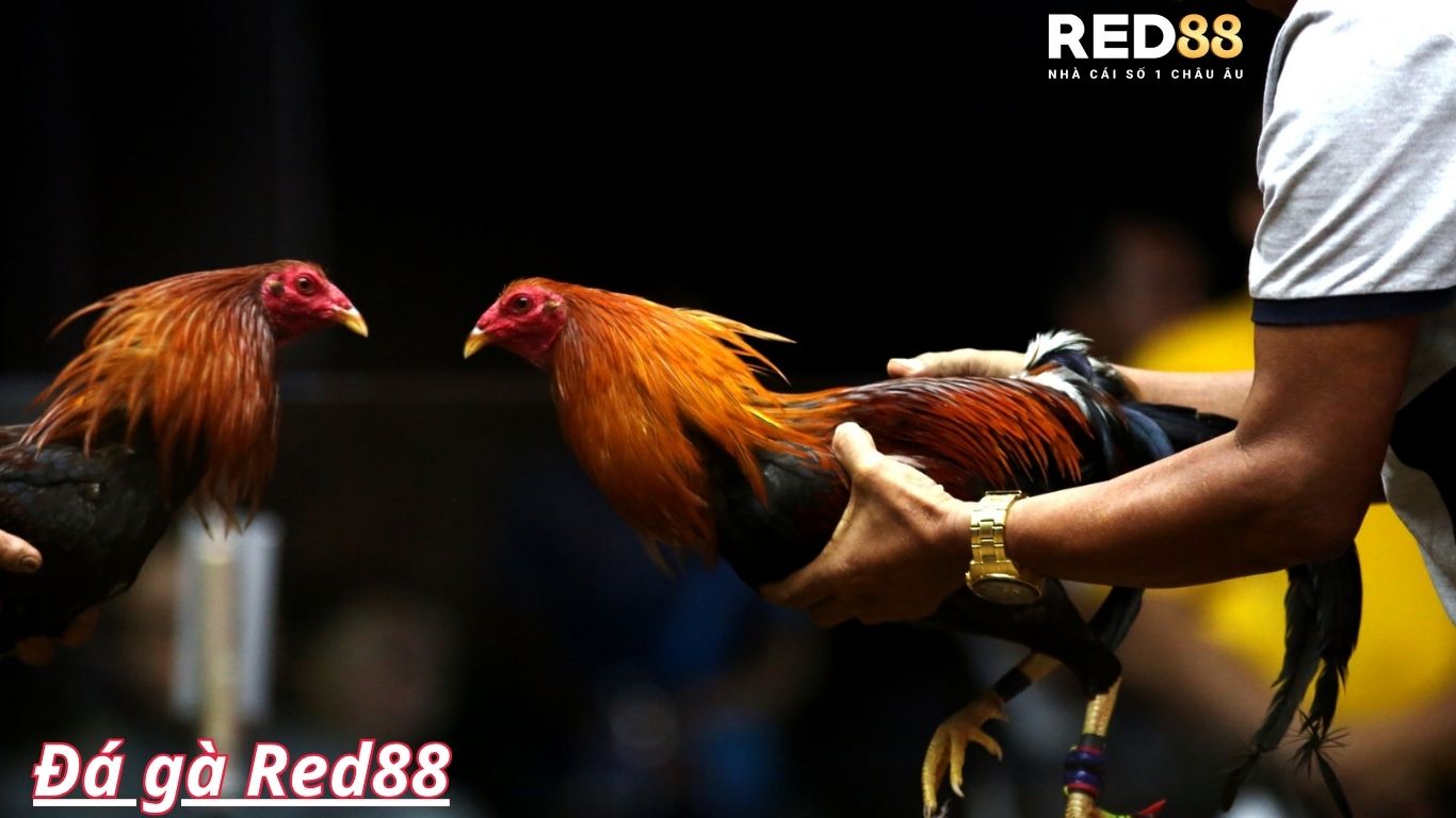 Những hình thức đá gà RED88