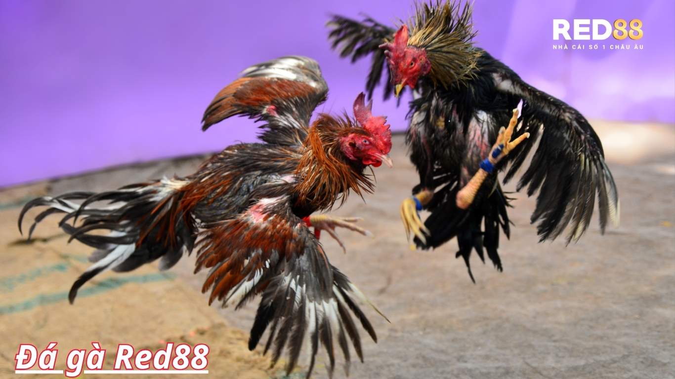 Thông tin về đá gà RED88